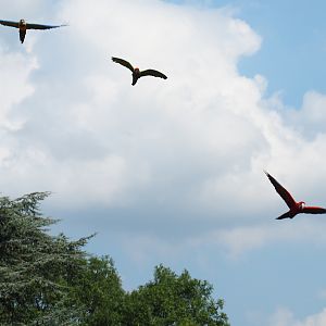 Flight of the macaws (Sep 2nd, 2018)