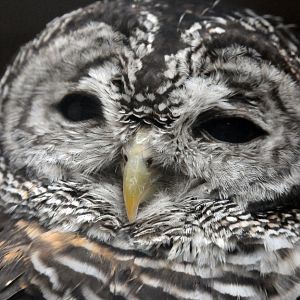CHACO OWL