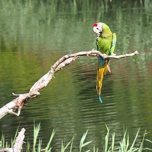 Flight show military macaw (Ara militaris) eating a nut (Sep 2nd, 2018)