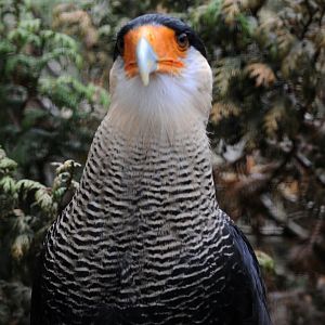 Crested Caracara