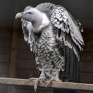 RUPPELL'S GRIFFON VULTURE