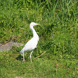 Flight show Western cattle egret (Bubulcus ibis ibis), Sep 2nd, 2018
