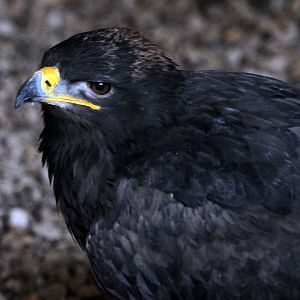 STEPPE EAGLE