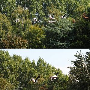 Flight show flying crowned cranes (Sep 2nd, 2018)