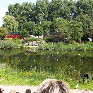 Big pond with Ducorp's corellas flying over it (Sep 2nd, 2018)
