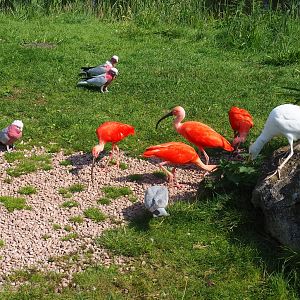Galahs, scarlet ibis and western cattle egrets in the flight show presentation area (Sep 2nd, 2018)