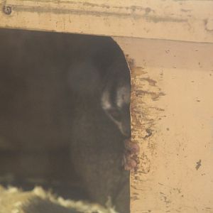 Three-Striped Night-Monkey