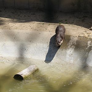 North American River Otter