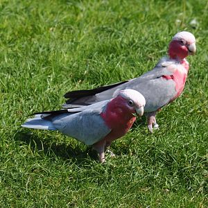 Galahs (Eolophus roseicapilla), Sep 2nd, 2018
