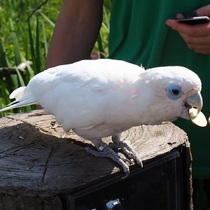 Money bird - Ducorp's corella (Cacatua  ducorpsii), Sep 2nd, 2018