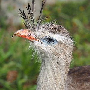 Red-legged seriema (Cariama cristata), Sep 2nd, 2018