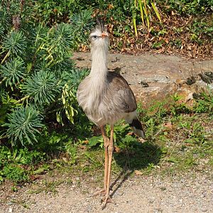 Red-legged seriema (Cariama cristata), Sep 2nd, 2018