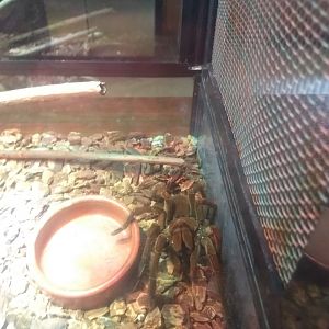 Lupa Zoo- Birdeater ID?