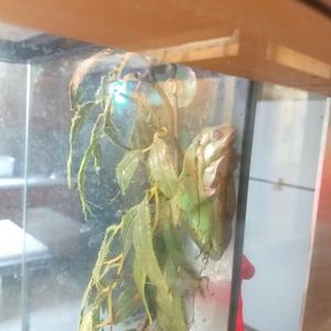 Lupa Zoo- Phyllomedusa ID?