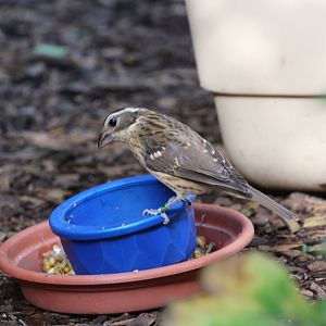 To be identified: Columbus Zoo Migratory Birds Aviary, July 2018
