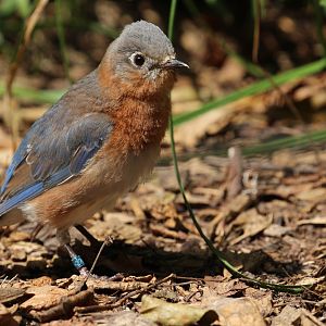 To be identified: Columbus Zoo Migratory Birds Aviary, July 2018