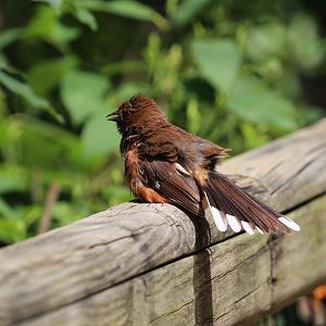To be identified: Columbus Zoo Migratory Birds Aviary, July 2018