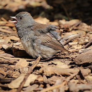 To be identified: Columbus Zoo Migratory Birds Aviary, July 2018