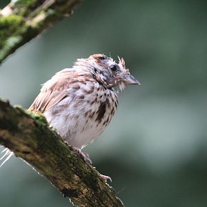To be identified: Columbus Zoo Migratory Birds Aviary, July 2018