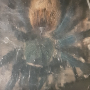 Chromatopelma cyaneopubescens