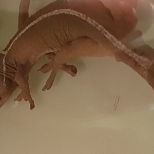 Gecko vittatus with eggs