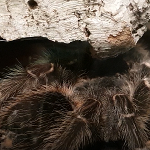 Lasiodora parahybana