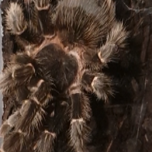 Lasiodora parahybana