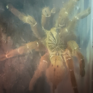 Pterinochilus murinus