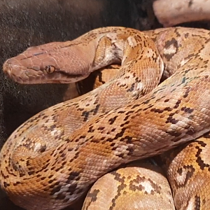 Python retiulatus jampeanus