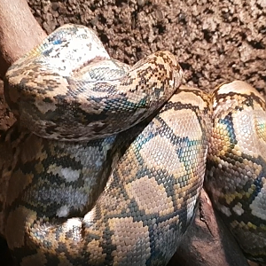 Python reticulatus jampeanus