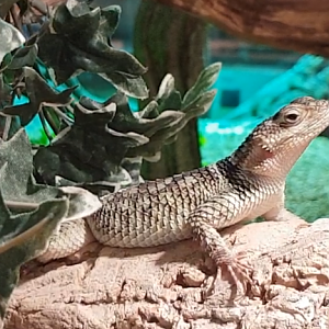 Sceloporus cyanogenys