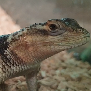 Sceloporus cyanogenys