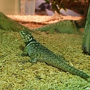 Sceloporus cyanogenys