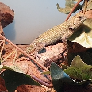 Seloporus malachiticus