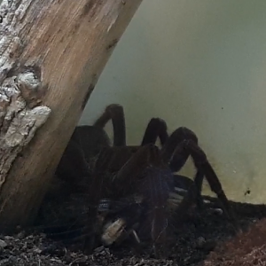 Theraphosa blondi