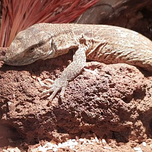Varanus albigularis