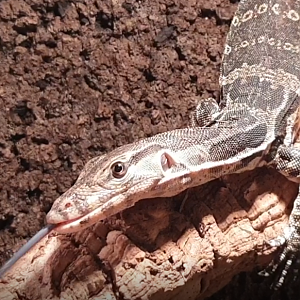 Varanus salvator