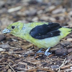 To be identified: Columbus Zoo, Migratory Birds Aviary, July 2018
