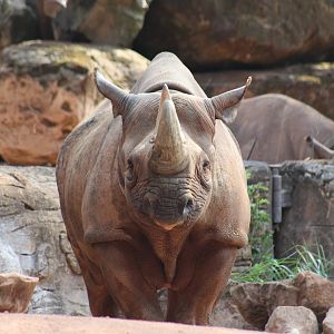 Eastern Black Rhinoceros