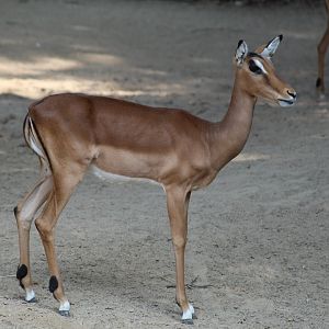 Kenyan Impala