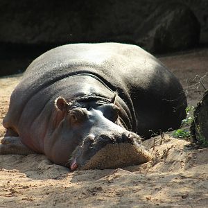 Common Hippopotamus