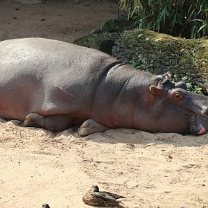 Common Hippopotamus