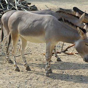 Somali Wild Ass