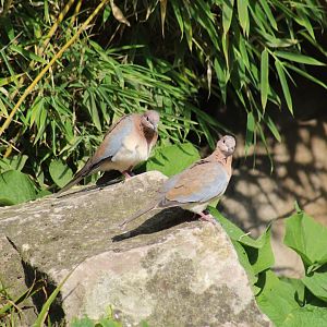 Laughing Doves