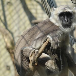 Hanuman Langur