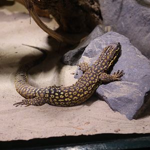 Spiny-Tailed Monitor