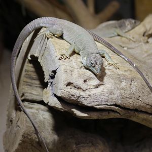 Jayakar Lizard