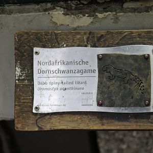 Moroccan Spiny-Tailed Lizard Signage