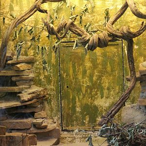 Fat Sand Rat Enclosure