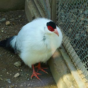 White eared pheasant